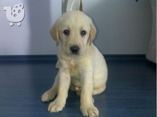 Kαλή τιμή!!!.Πουλάω όμορφα κουτάβια ράτσα LABRADOR RETRIEVER- Λαμπραντορ Ριτριβερ – 250 eu...